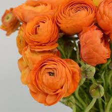 Image result for Ranunculus raeae