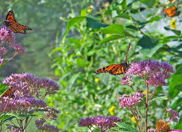 Be careful when selecting your milkweed. Monarch Butterflies On Flowers Free Stock Photo Public Domain Pictures