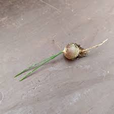 Image result for Schizobasis