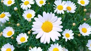 Browse and share the top indian jasmine flowers near me gifs from 2021 on gfycat. Fresh Daisy Flowers Buy Fresh Daisy Flowers In Delhi Delhi India From Happiness Maker