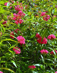 Image result for Samanea leptophylla