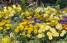 Image result for foto Osteospermum