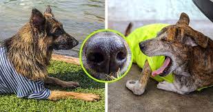 Como Lograr Que Tu Perro Acepte A Otro Perro Como Nuevo Miembro De La Familia Genial