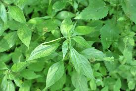 Image result for Parietaria