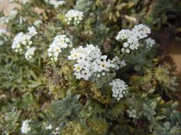 Image result for Heliotropium ciliatum