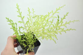 Image result for Selaginella perpusilla