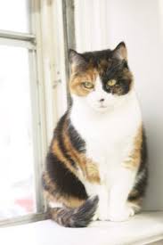 Do Cats Jump Off Of Condo Balconies?
