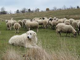 See more of pastore maremmano abruzzese | allevamento amatoriale della conca on facebook. Il Cane Pastore Abruzzese Riconosciuto Patrimonio Culturale Terre Marsicane
