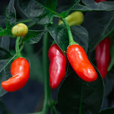 Image result for Capsicum frutescens