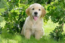 Golden Retriever Puppy A Wall Mural For Every Room Photowall