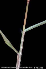 Image result for Eragrostis macrochlamys