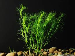 Image result for Najas