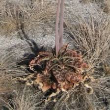 Image result for Aloe carnea