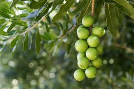 Image result for Macadamia aff. integrifolia