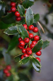 The christmas jewel® holly is a wonderful newer variety of holly with a neat, upright habit that is so compact it doesn't even need trimming. Christmas Jewel Holly Ilex Hl10 90 In Lancaster York Harrisburg Pennsylvania Pa At Stauffers Of Kissel Hill