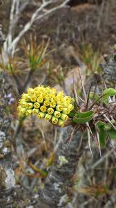 Image result for Euphorbia didiereoides