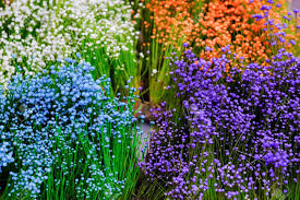 The plant looks like a wild species of tradescantia. Close Up Colorful Small Grass Flower Background Small Wild White Flowers And Purple Flowers In The Grass In The Daytime In The Summer Variety Rainbow Color Background In Garden Stock Photo Picture