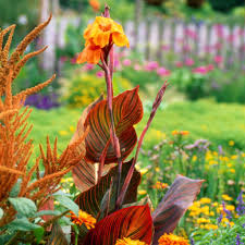 Check spelling or type a new query. Brilliant Orange Canna Rhizomes For Sale Online Tropicanna Easy To Grow Bulbs