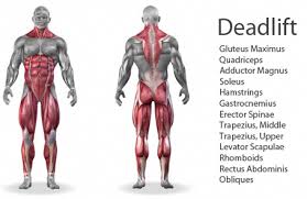 These are powerful muscles, which help you bend forward and return to a standing position. Powerlifting Deadlift Workout Bestdeadliftform Deadlift Powerlifting Quotes Deadlift Muscles Worked