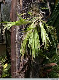 Image result for Oberonia