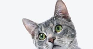 Himalayan salt lamps are lamps fashioned from rock salt mined in the himalayas. How Himalayan Salt Lamps Could Prove Fatal To Your Pets Vets Warn Wales Online