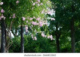 Image result for Podranea