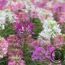 Image result for Cleome densifolia