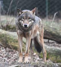Also, what fox and what wolf? Fox Vs Wolf What S The Difference Ask Difference