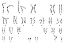 See pictures below of a set of male/female chromosomes, also called a karyotype. Karyotyping Wicell