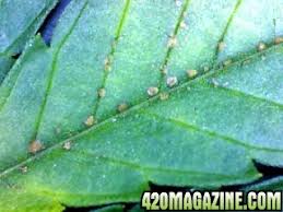 Signs and symptoms of a black widow spider bite may include: Are These Spider Mites Closeup Pics 420 Magazine