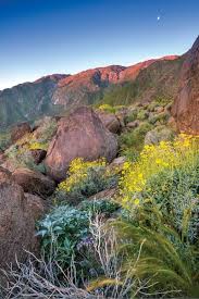 Maybe you would like to learn more about one of these? Find Blooming Beauties At Whitewater Preserve