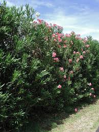 The chuckwalla lizard eats leaves, weeds, flowers, fruits, and if it has to it eats insects but mostly its a herbivore. Plant Of The Week Oleander
