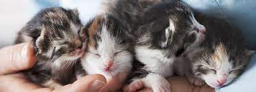 Average cost of vaccines per shot: Kitten Vaccination Schedule Petsmart
