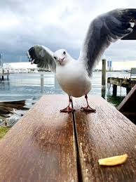 Image result for seagull