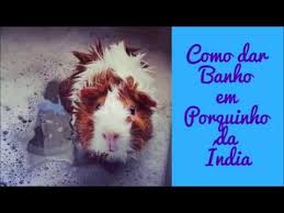 Como Dar Banho Em Porquinho Da India Youtube Porquinho Da India Porquinho Indio