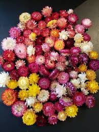 Dried strawflowers heads dried helichrysum flowers mix dried strawflower head. Pin By Robin Parisi Montgomery On Gardening Flower Petal Confetti Dried Flowers Dried Flower Bouquet