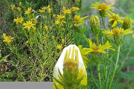 Image result for Stemodiopsis