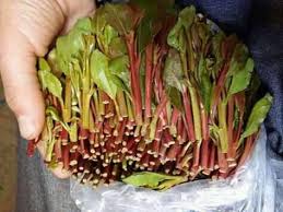 القات شفي اليمن هو فخامة الرئيس. Ø§Ø¬ÙˆØ¯ Ø§Ù†ÙˆØ§Ø¹ Ø§Ù„Ù‚Ø§Øª Ø§Ù„Ø²ÙŠØ§Ø¯ÙŠ ÙˆØ§Ù„Ø¹Ù†Ø³ÙŠ Home Facebook