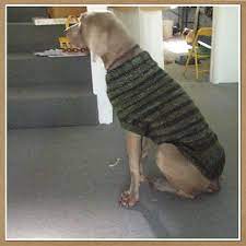 Still available free on knitty, but also available in an updated format with additional sizing and new charts in the socks by the sea pattern. Ravelry The Ozzie Large Dog Sweater Pattern By Jenna Greer