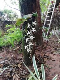 Image result for Aerangis kotschyana