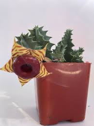 Image result for Huernia zebrina