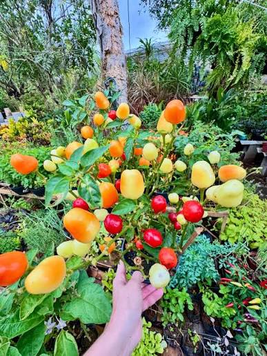 Canal do Horticultor | O cultivo de pimentas no Brasil deixou de ser restrito a pequenos nichos e hoje movimenta cadeias produtivas que vão da produção familiar à... | Instagram