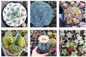 Plant photographed at the exhibit section of the san diego cactus & succulent society's sale event on 2/14/2009. Where Do You Shop For Succulents Debra Lee Baldwin