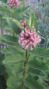 Common Milkweed Milkweed Plant Butterfly Garden Plants Milkweed Flower