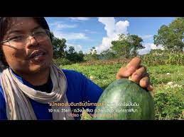 แปลงแตงโมอ นทร ย ไร สารพ ษ แม ค ไร ทร พย ในด น youtube