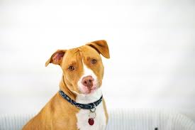 Pet rescue & adoption, animal shelters and sanctuaries. Dog Adoption In Nyc Top 5 Rescues To Choose From Barkly Pets