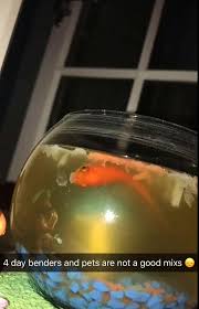 La première chose à faire est de contrôler les nitrites , ensuite il faut observer les autres poissons du. Il Fait Des Funerailles A Son Poisson Rouge Mort Video Dailymotion