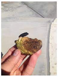 They have a really nice balance between. Is My Mango Seed Dead