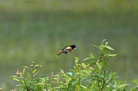 oriole de baltimore orioles baltimore photo