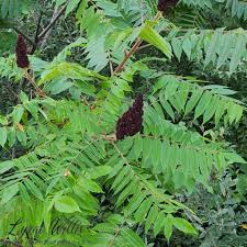 Image result for Anacardiaceae